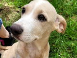 À adopter : chiot femelle de 4 mois