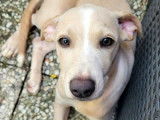 À adopter : chiot femelle de 4 mois