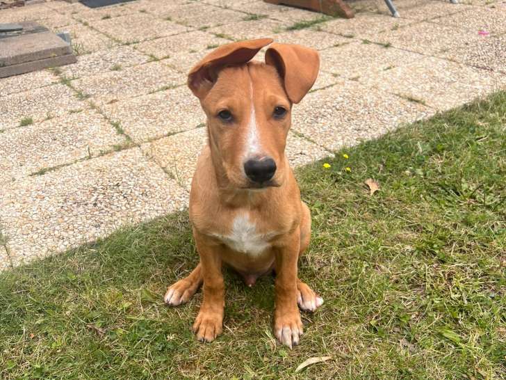 Disponible à l'adoption : chiot mâle de 5 mois