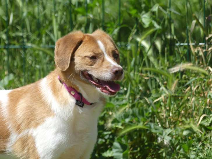 À adopter, chienne Epagneul Breton