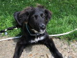 Chiot femelle de 5 mois à adopter