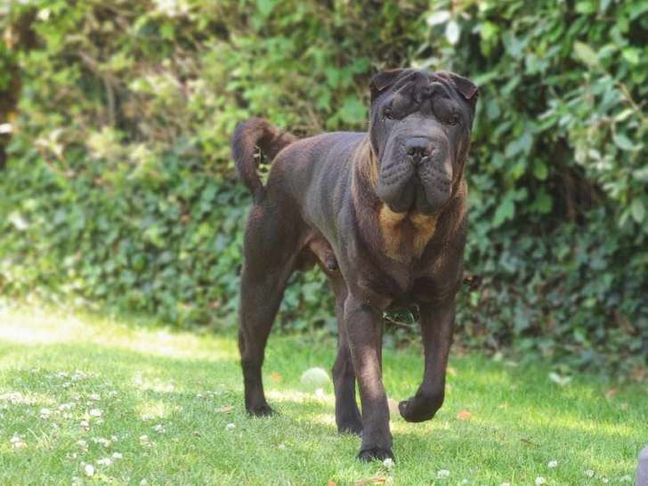 Disponible à l'adoption : chien Shar-Peï noir