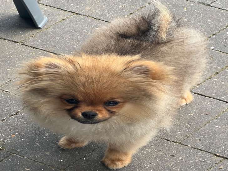 Chiot de race Loulou de Poméranie femelle à vendre