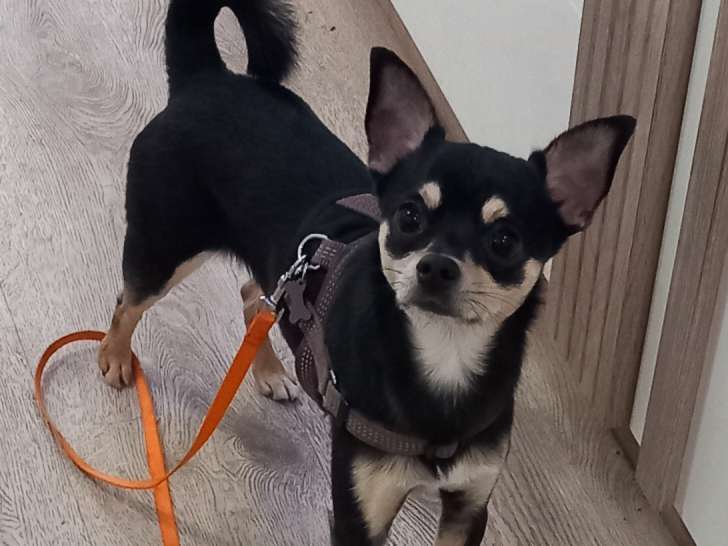 À adopter : chien Chihuahua de 2 ans