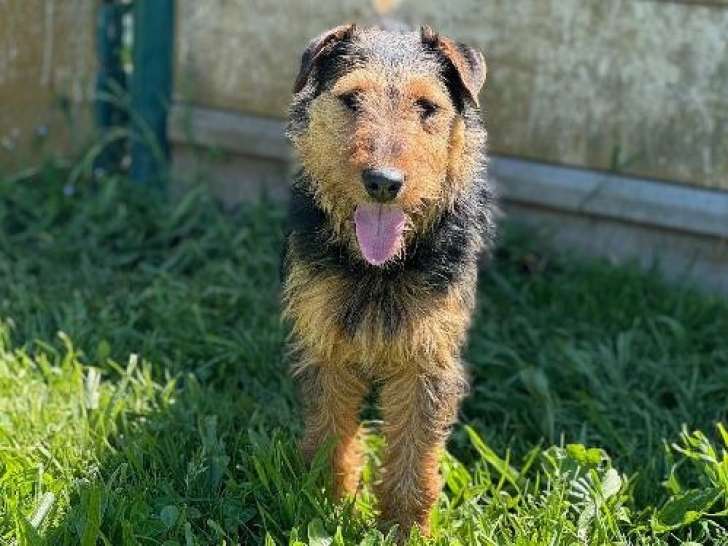 Chien Jagd Terrier à adopter
