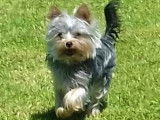 Mâle Yorkshire Terrier disponible pour saillie