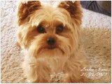 Mâle Yorkshire Terrier disponible pour saillie