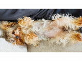 Mâle Yorkshire Terrier disponible pour saillie