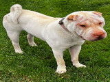 Tino, Shar Peï à donner