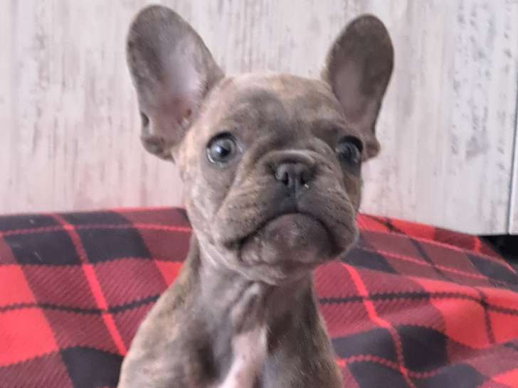 Chiots Bouledogues Français à vendre