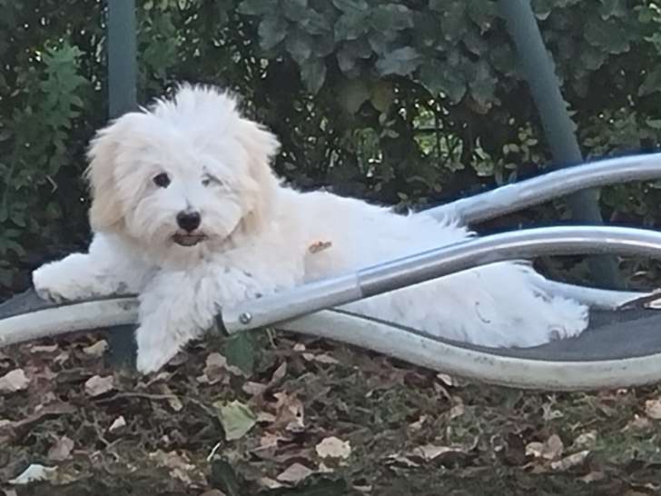 Chiots Coton de Tuléar à vendre