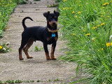 Mâle Pinscher Nain disponible pour saillie