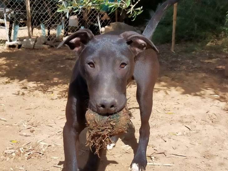 Doby, Tite tête
