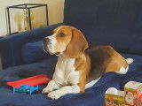 Sonic, magnifique Beagle de 3 ans disponible pour saillie