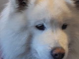 Mâle Samoyède disponible pour saillie