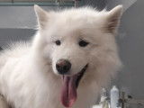 Mâle Samoyède disponible pour saillie