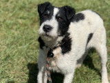 Adoption disponible : chien Fox Terrier noir et blanc