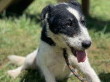 Adoption disponible : chien Fox Terrier noir et blanc