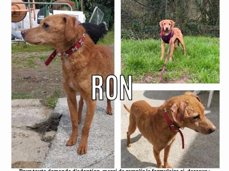 Disponible à l'adoption : chien fauve