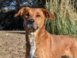Adoption disponible : chienne fauve