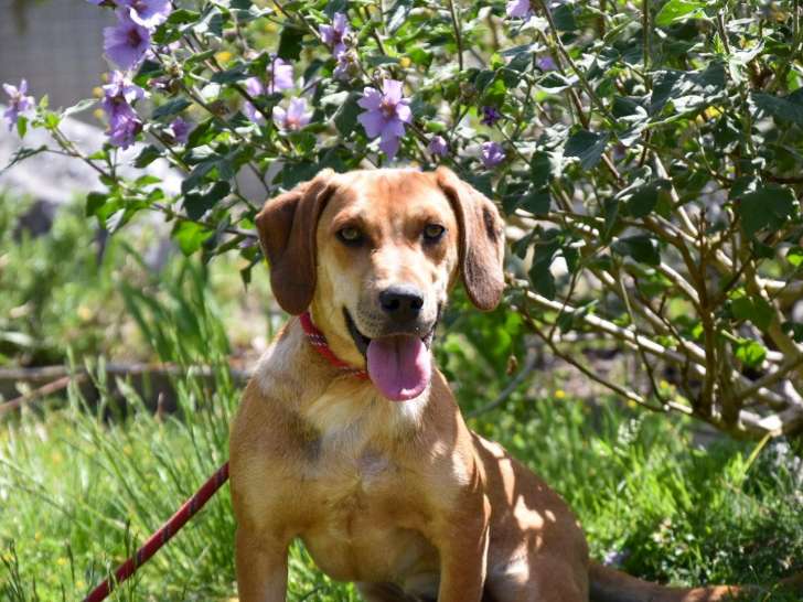 Chien d’un an à adopter