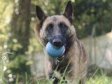 Chien Berger Malinois âgé de 2 ans à accueillir