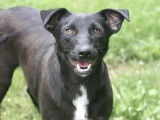 Chienne noire à la recherche d’une famille aimante