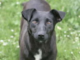 Chienne noire à la recherche d’une famille aimante
