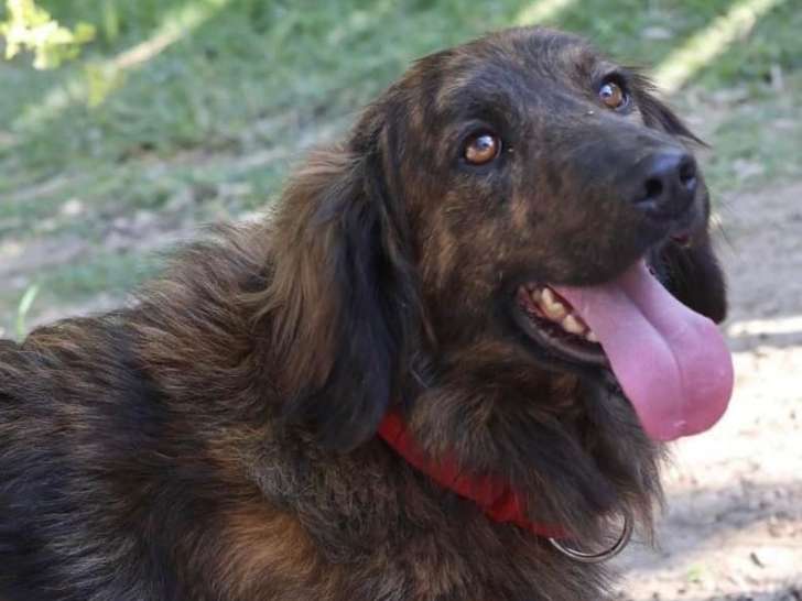À adopter : chien bringé
