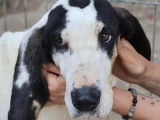 À accueillir : chien Ariégeois noir et blanc