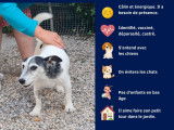 Prêt pour l’adoption : chien Parson Terrier de 12 ans