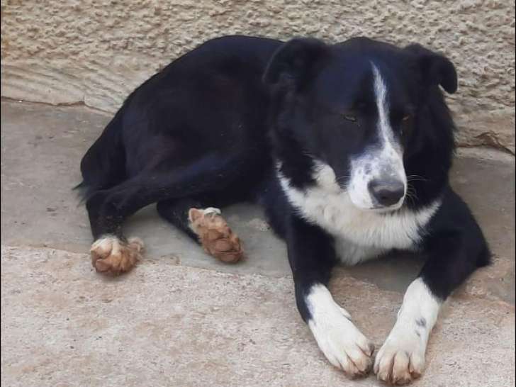 En attente d'une famille : chien noir et blanc