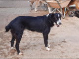 En attente d'une famille : chien noir et blanc