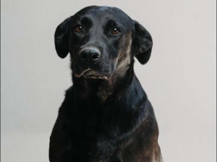 En quête d'un foyer : chienne de 3 ans