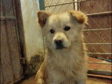Adoption disponible : chien âgé d'un an
