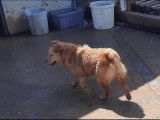 Adoption disponible : chien âgé d'un an