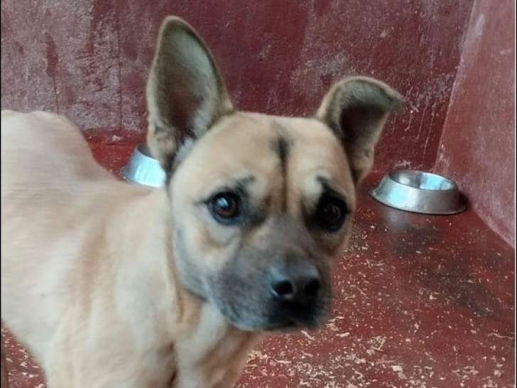 Chienne de 2 ans disponible à l'adoption