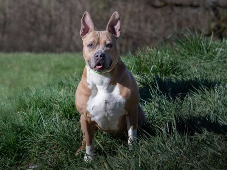 À adopter, chienne de 4 ans