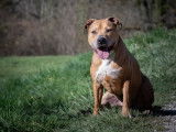 Chien American Staffordshire Terrier fauve à adopter