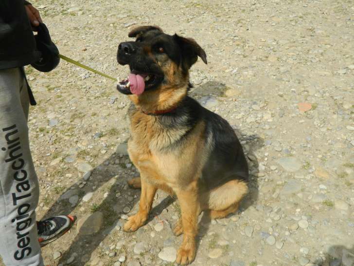 À la recherche d’un foyer : chien noir et feu