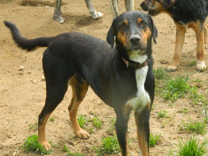 Chien noir et feu à accueillir