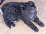 Chiots Groenendael à vendre