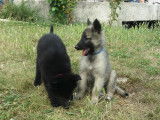Chiots Berger Belge Tervueren LOF à vendre