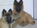 Chiots Berger Belge Tervueren LOF à vendre