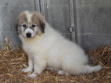 Chiots Montagne des Pyrénées (Patou) à vendre