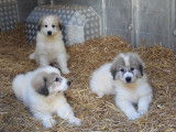 Chiots Montagne des Pyrénées (Patou) à vendre