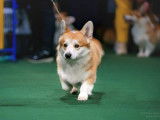 Mâle Welsh Corgi Pembroke champion disponible pour saillie