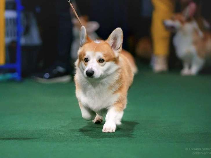 Mâle Welsh Corgi Pembroke champion disponible pour saillie