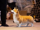 Mâle Welsh Corgi Pembroke champion disponible pour saillie