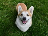 Mâle Welsh Corgi Pembroke champion disponible pour saillie